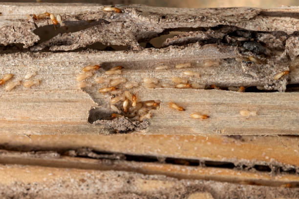 Best Best Pest Control Companies  in Hartshorne, OK